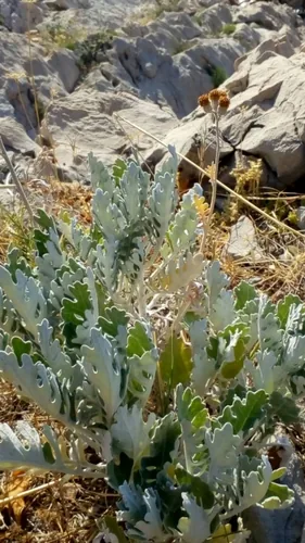 dusty miller (Jacobaea maritima), photograph
