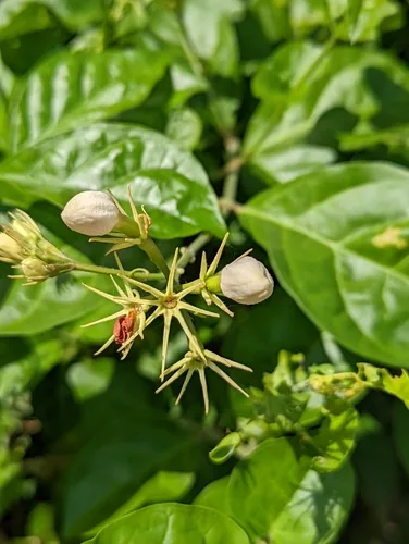 Jasmine (Jasminum sambac), photograph