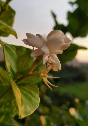 Photo: (c) sunnyjosef, some rights reserved (CC BY) · cc-by · via iNaturalist Jasmine (Jasminum sambac), photograph