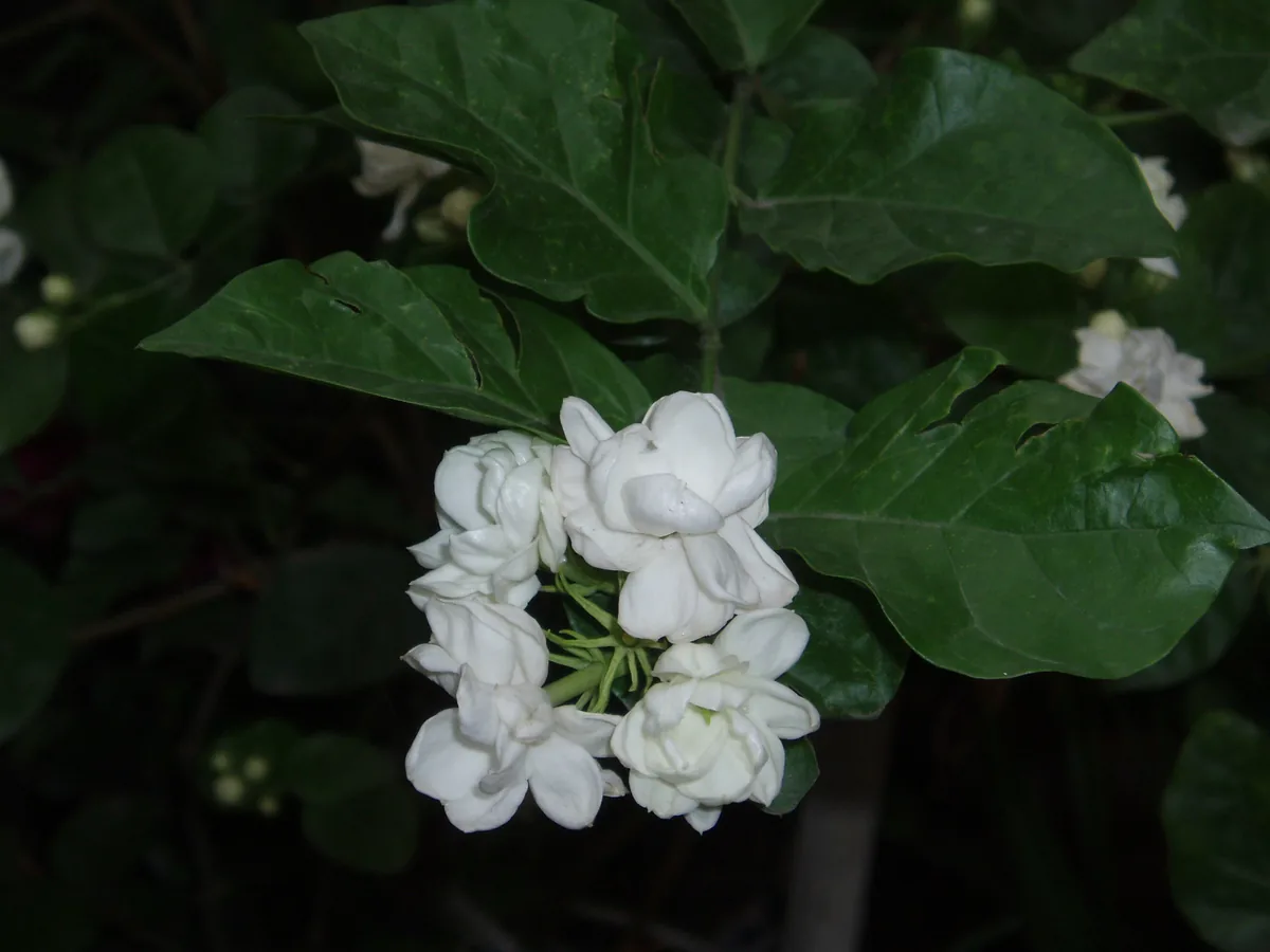 Photo: Taken by Fanghong · CC BY-SA 3.0 · via Wikimedia Commons jasmine (Jasminum sambac), photograph