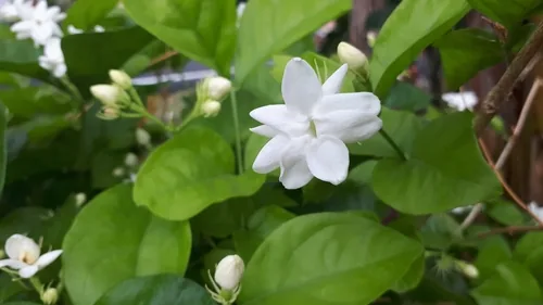 Jasmine (Jasminum sambac), photograph