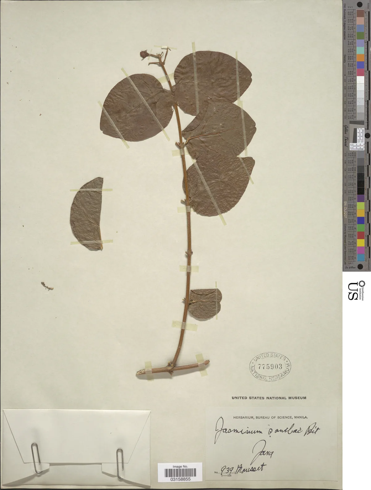 Jasmine (Jasminum sambac), photograph