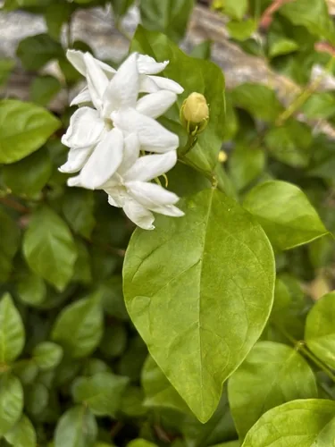 Jasmine (Jasminum sambac), photograph
