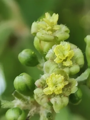 Physic Nut (Jatropha curcas), photograph