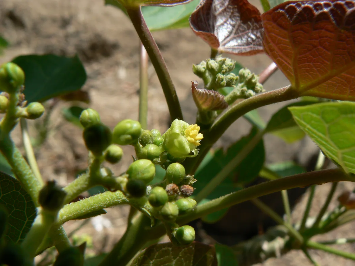 Physic Nut (Jatropha curcas), photograph