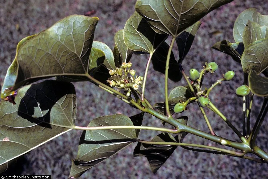 Physic Nut (Jatropha curcas), photograph