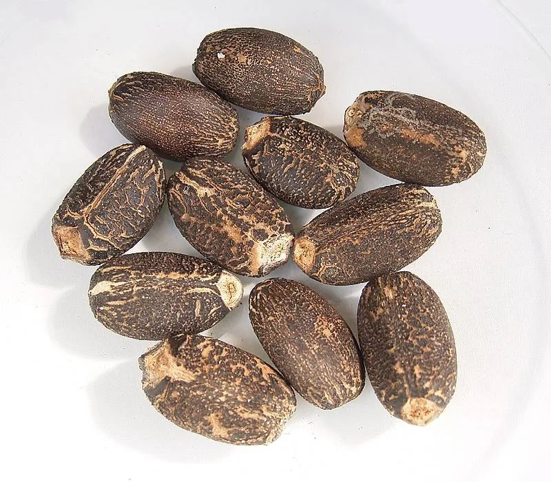 Physic Nut (Jatropha curcas), photograph