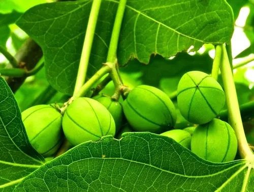 Photo: (c) Francisco Farriols Sarabia, some rights reserved · CC BY · via iNaturalist physic nut (Jatropha curcas), photograph
