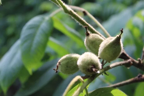 butternut (Juglans cinerea), photograph
