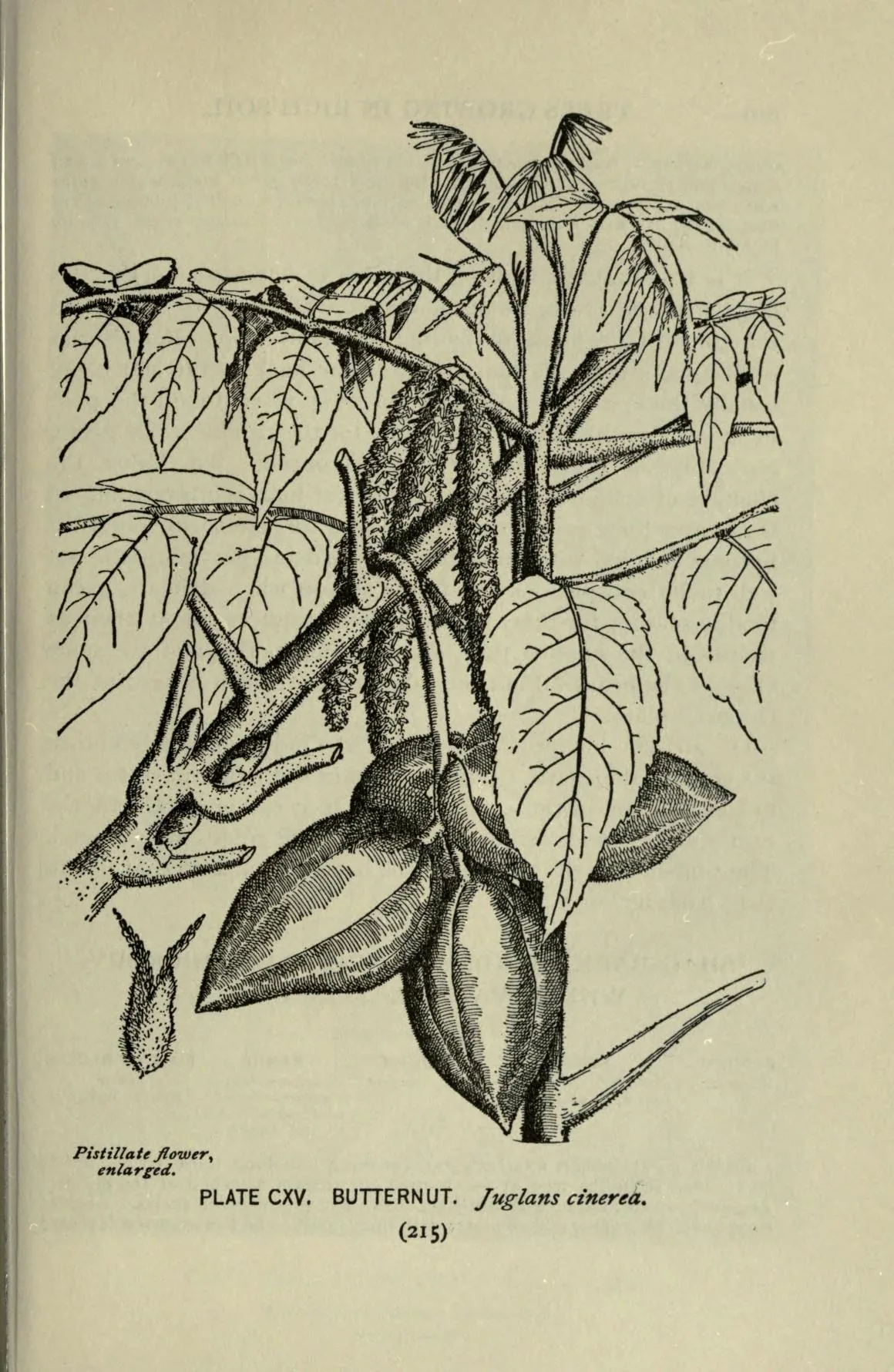 Butternut (Juglans cinerea), botanical illustration