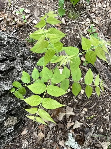 Arizona Walnut (Juglans major), photograph