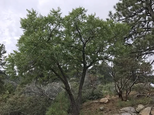 Arizona walnut (Juglans major), photograph