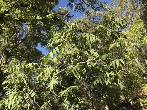 Arizona Walnut (Juglans major), photograph