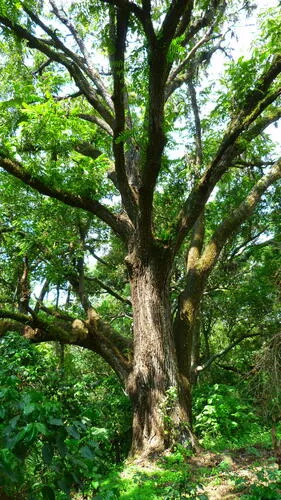 Arizona Walnut (Juglans major), photograph