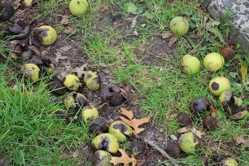 black walnut (Juglans nigra), photograph