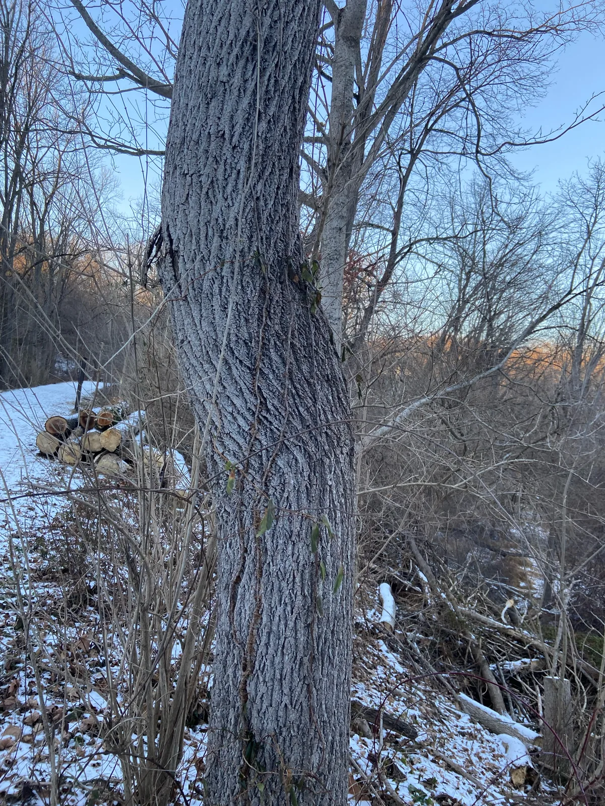 Black Walnut (Juglans nigra), photograph