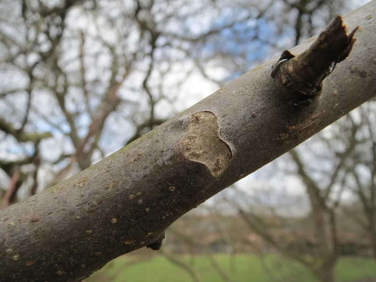 Black Walnut (Juglans nigra), photograph