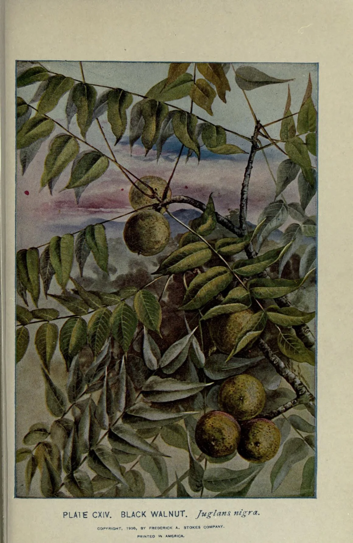 Black Walnut (Juglans nigra), botanical illustration