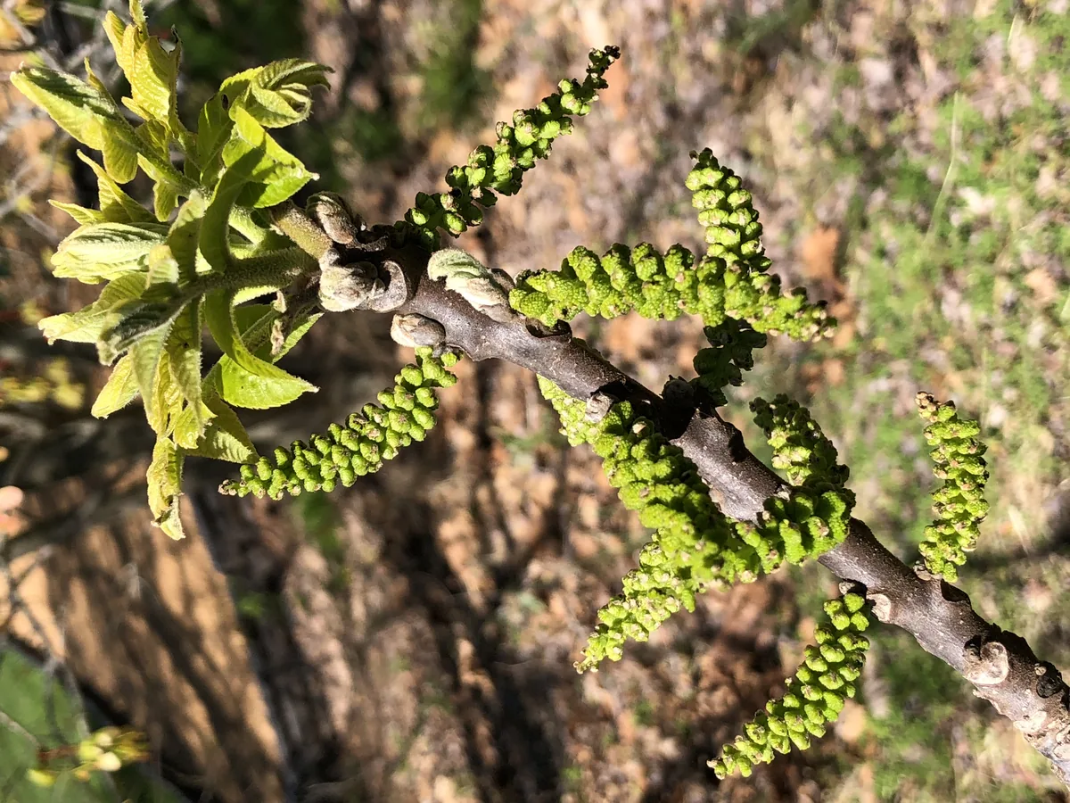 Black Walnut (Juglans nigra), photograph