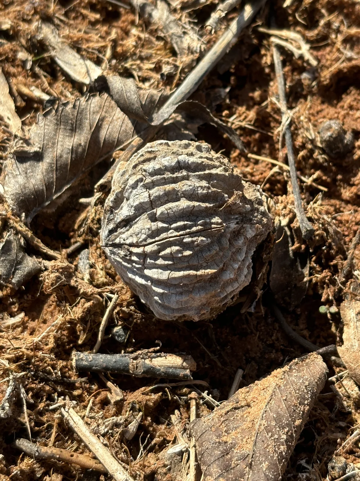 Black Walnut (Juglans nigra), photograph