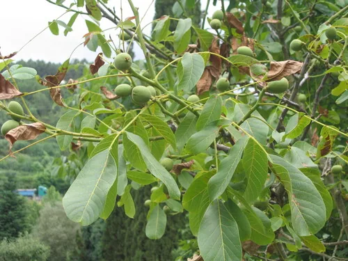 Photo: (c) zebedeugalinha, some rights reserved (CC BY) · cc-by · via iNaturalist Walnut (Juglans regia), photograph
