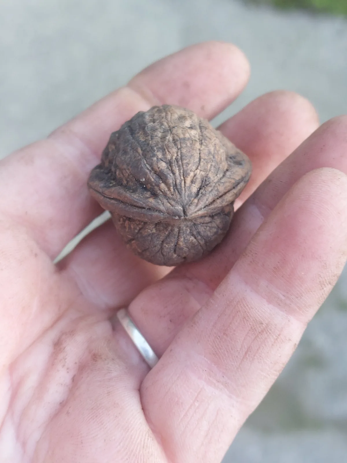 Walnut (Juglans regia), photograph