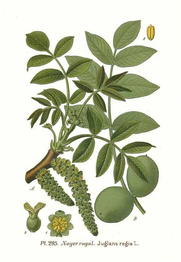 Walnut (Juglans regia), botanical illustration