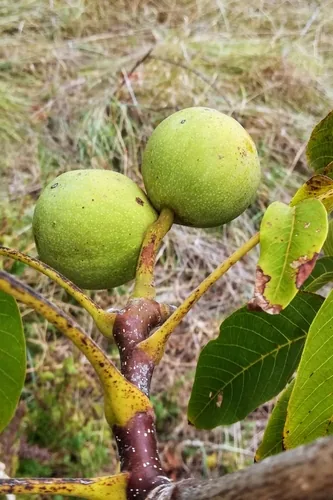 walnut (Juglans regia), photograph