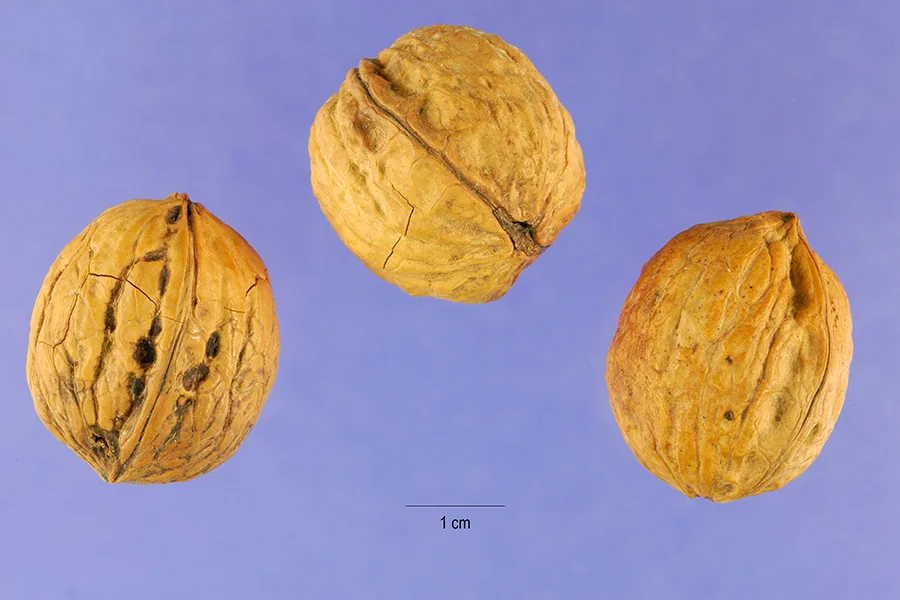 Walnut (Juglans regia), photograph