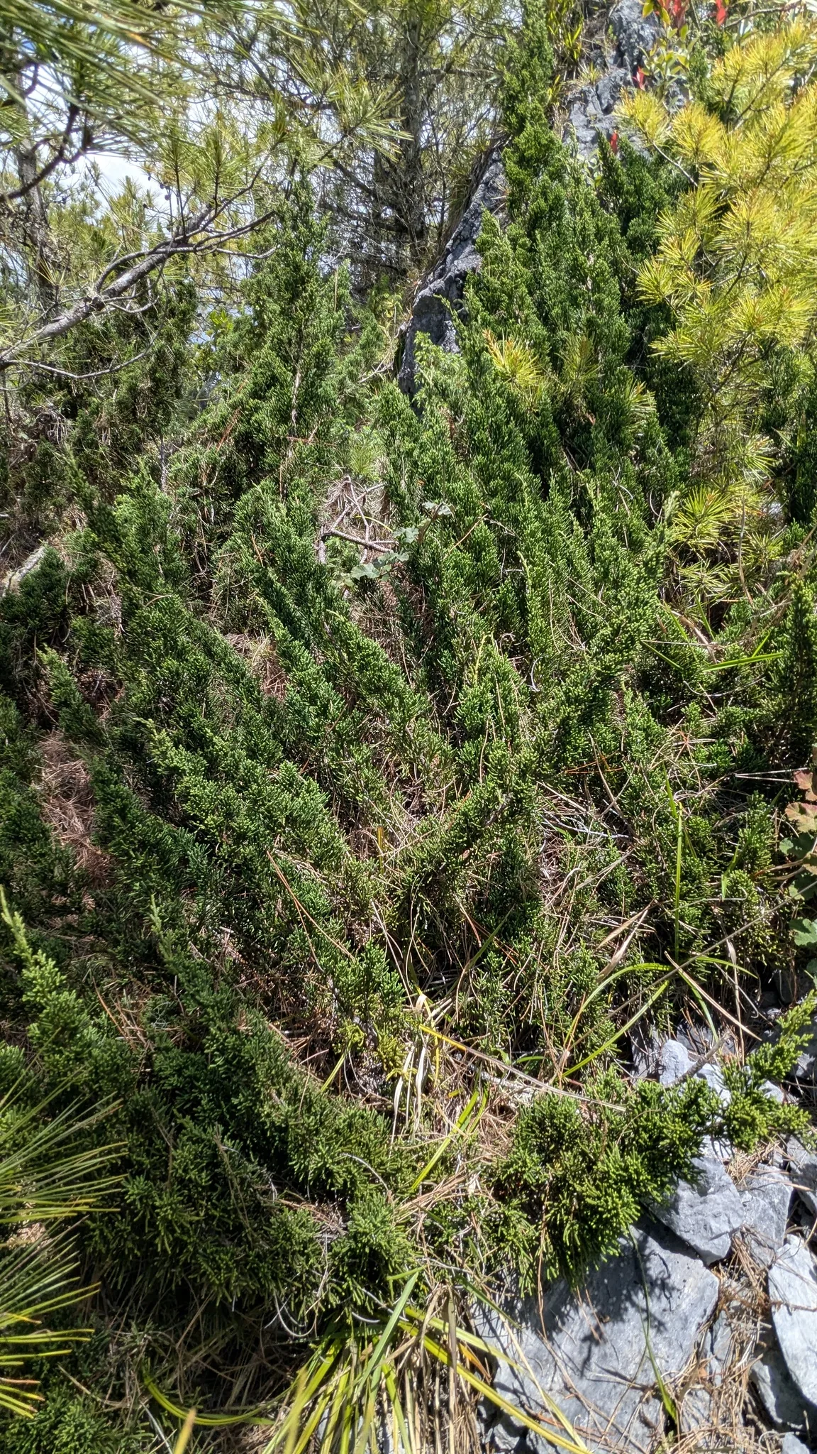 Juniper (Juniperus chinensis), photograph
