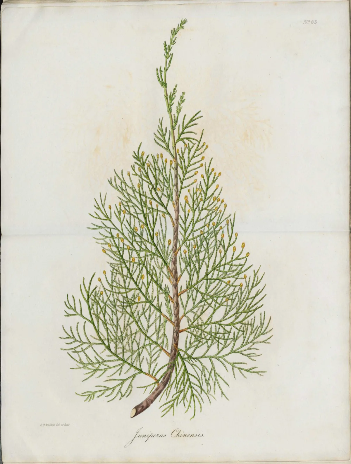 Juniper (Juniperus chinensis), botanical illustration