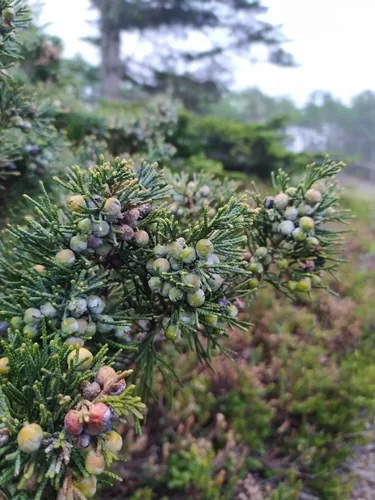 Photo: (c) Tatyana Petrenko, some rights reserved · CC BY · via iNaturalist juniper (Juniperus chinensis), photograph