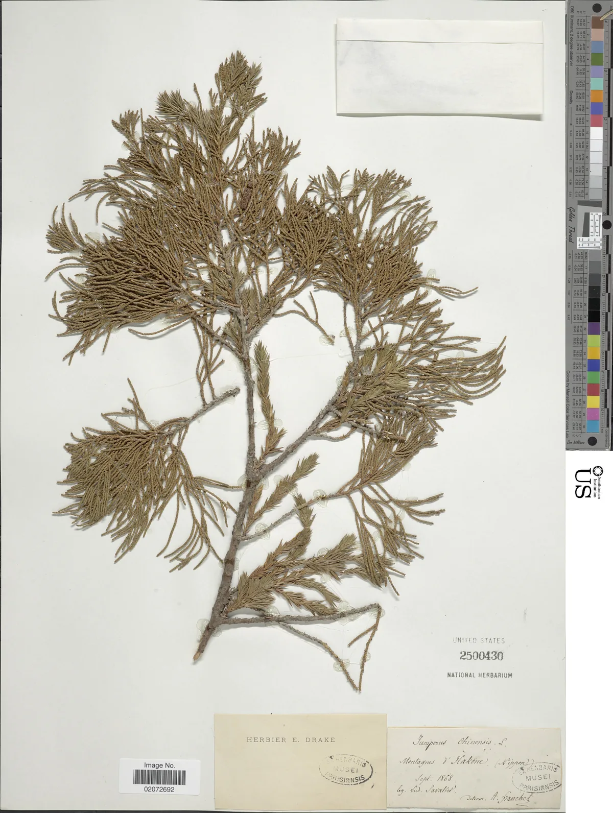 Juniper (Juniperus chinensis), photograph