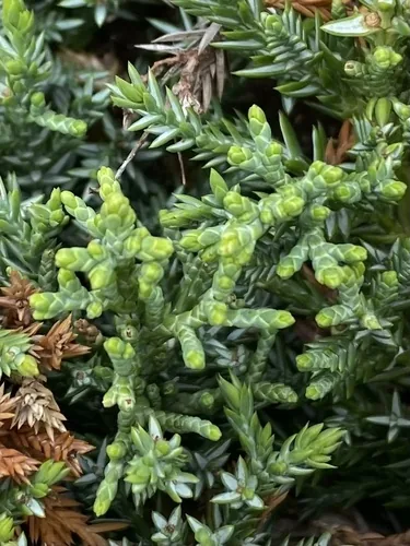 Photo: (c) Илья Руденко, some rights reserved (CC BY) · cc-by · via iNaturalist Juniper (Juniperus chinensis), photograph