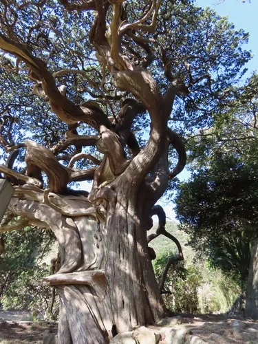 Juniper (Juniperus chinensis), photograph