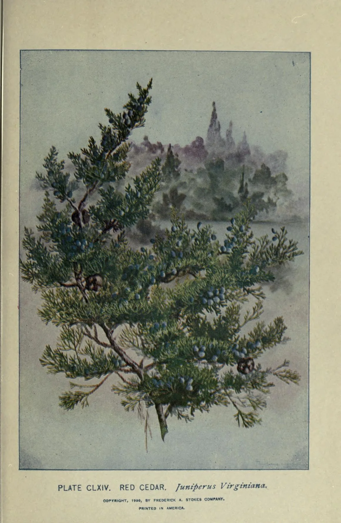 Eastern Red Cedar (Juniperus virginiana), botanical illustration