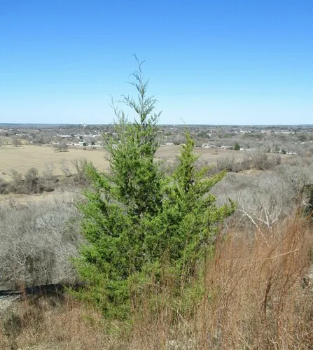 Photo: (c) Linda Jo Conn, some rights reserved · CC BY · via iNaturalist eastern red cedar (Juniperus virginiana), photograph