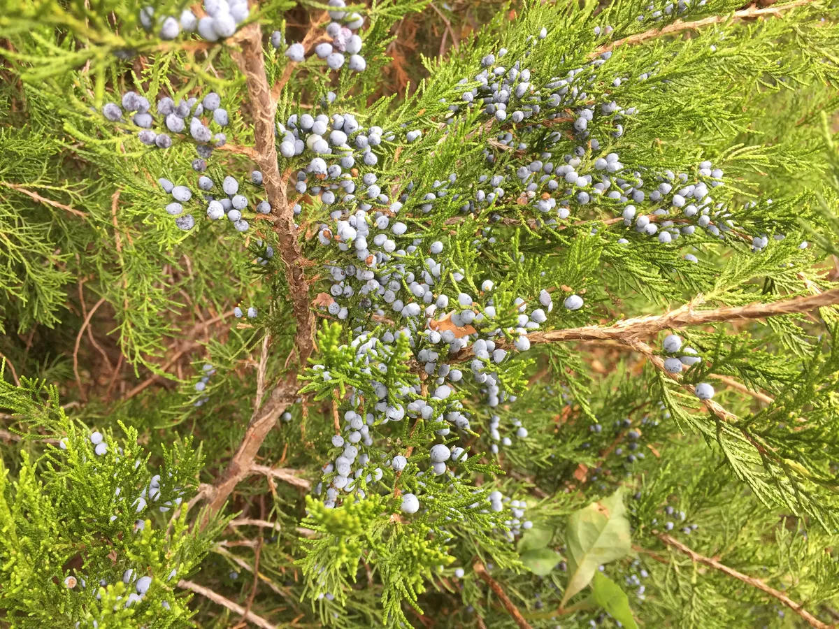 Eastern Red Cedar (Juniperus virginiana), photograph