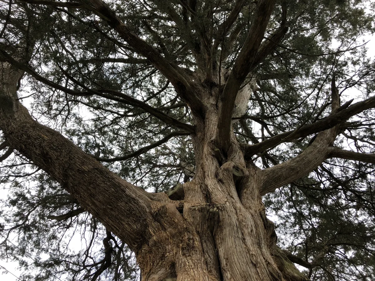 Eastern Red Cedar (Juniperus virginiana), photograph