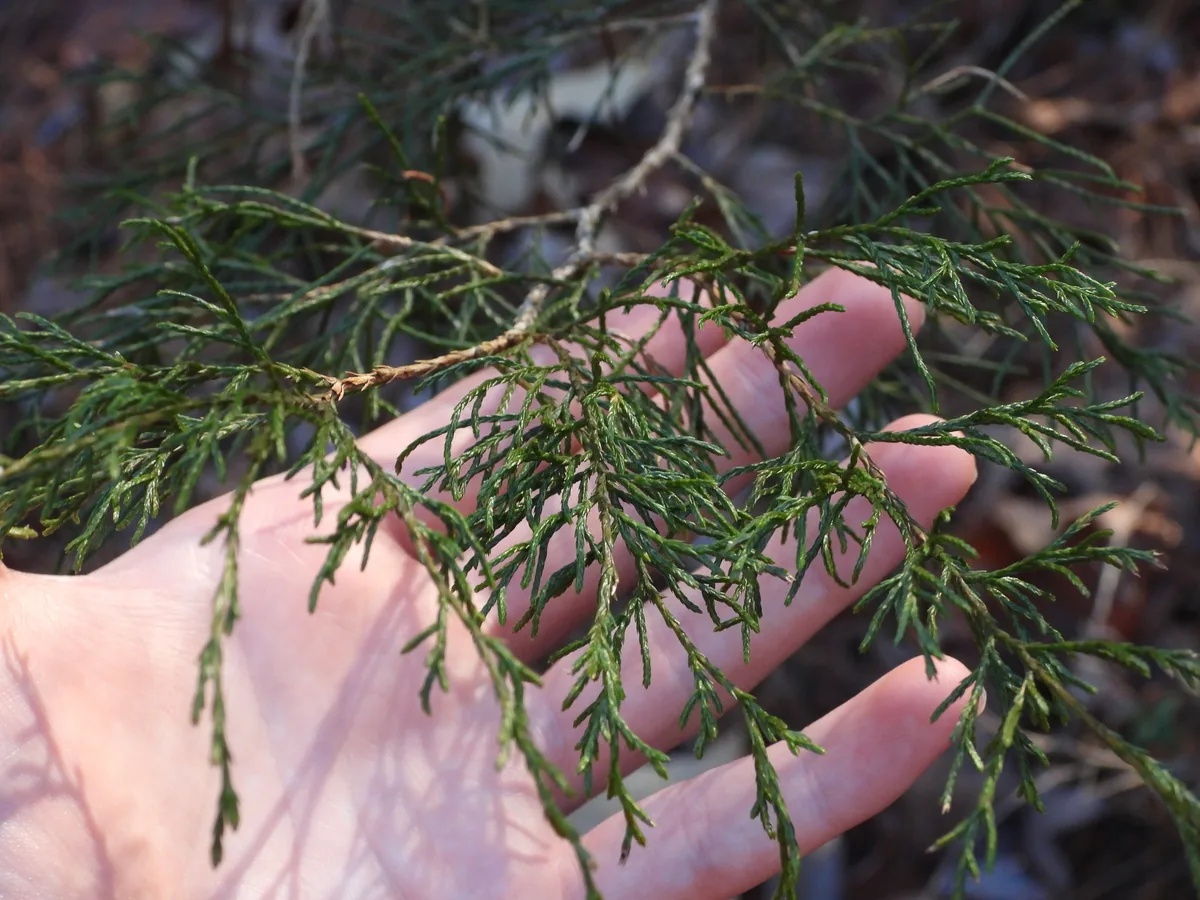 Photo: Luke, via iNaturalist · CC BY · via GBIF Eastern Red Cedar (Juniperus virginiana), photograph