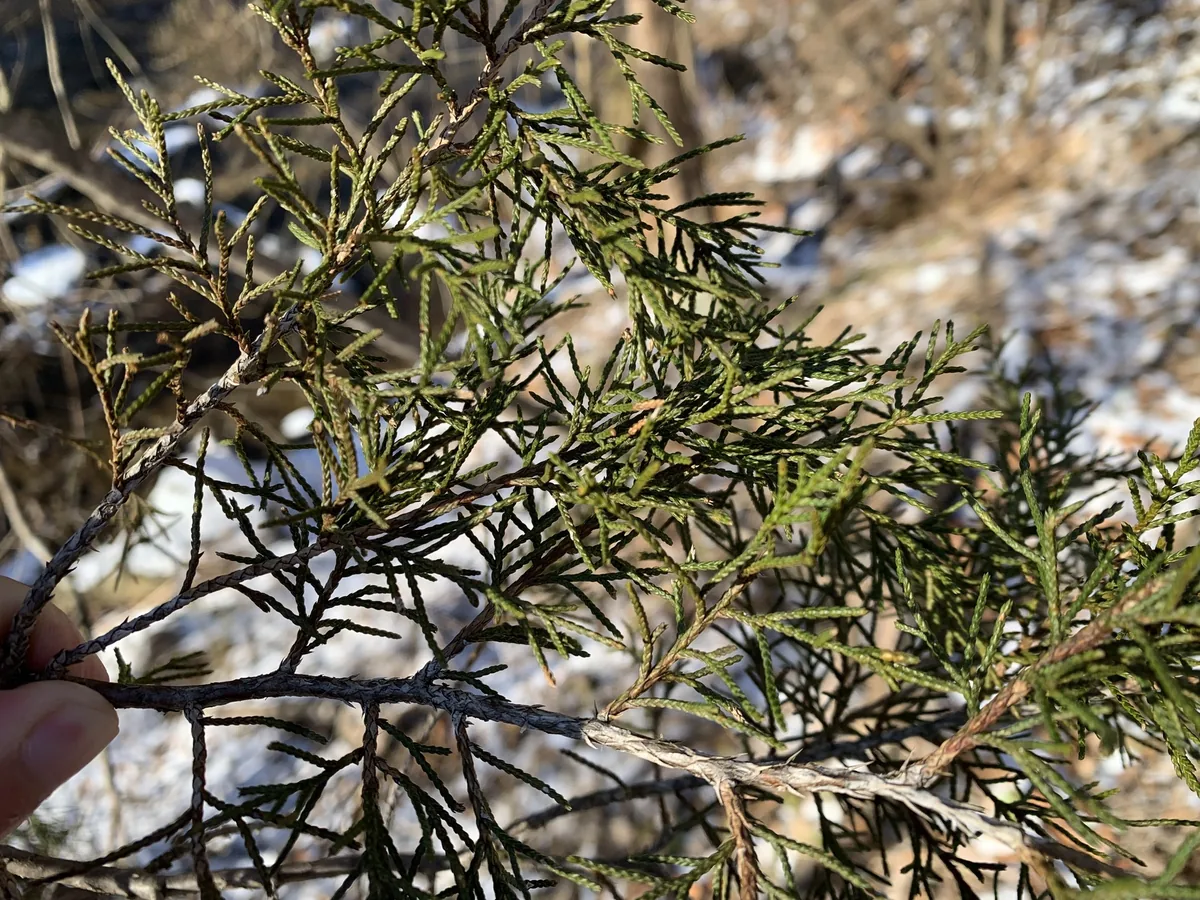 Eastern Red Cedar (Juniperus virginiana), photograph
