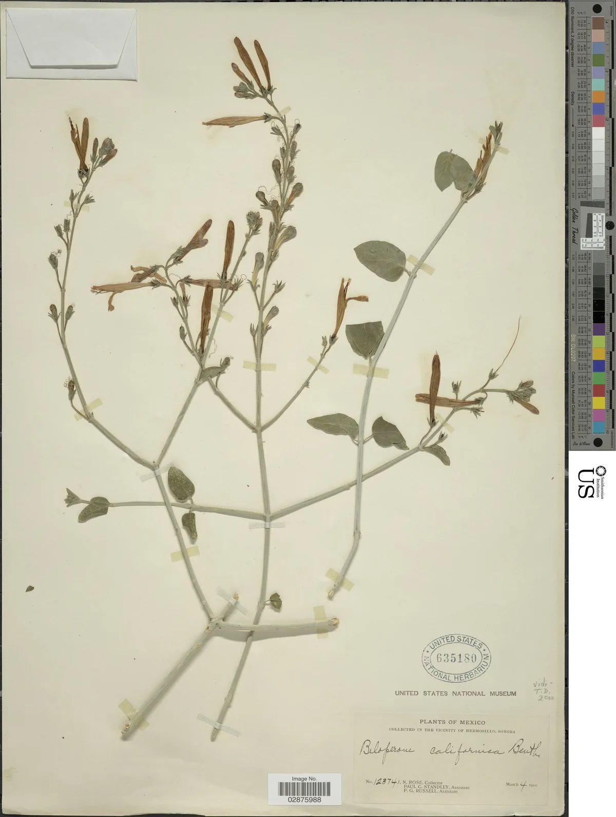 Chuparosa (Justicia californica), photograph