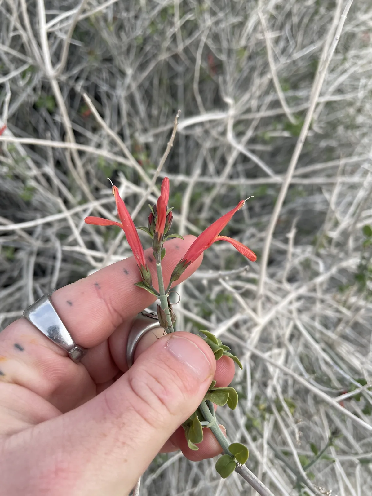 Chuparosa (Justicia californica), photograph