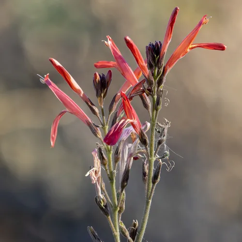 Photo: (c) Dan Vickers, some rights reserved · CC BY · via iNaturalist chuparosa (Justicia californica), photograph