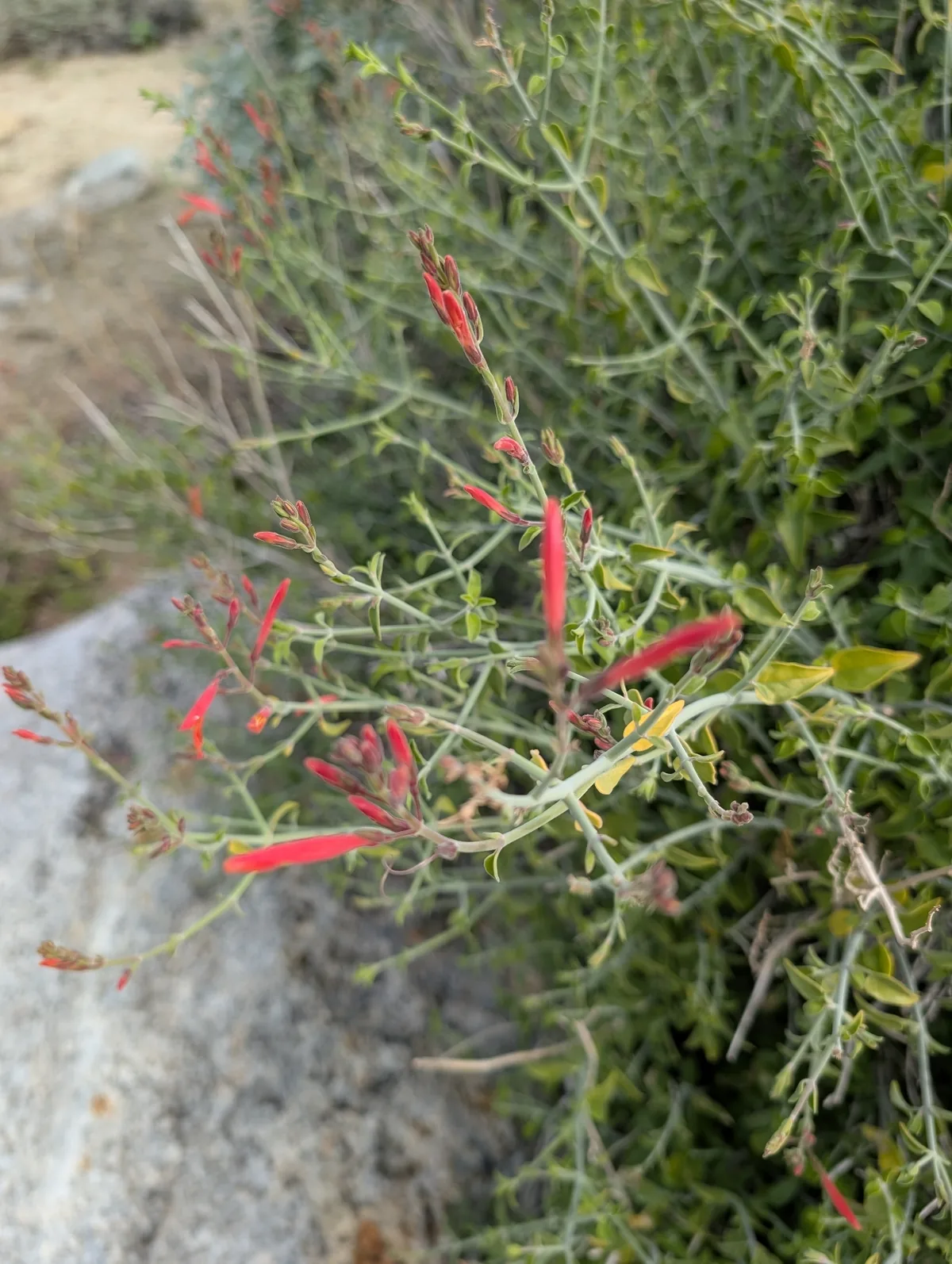 Chuparosa (Justicia californica), photograph