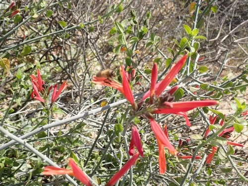 Photo: (c) John Brew, some rights reserved (CC BY) · cc-by · via iNaturalist Chuparosa (Justicia californica), photograph