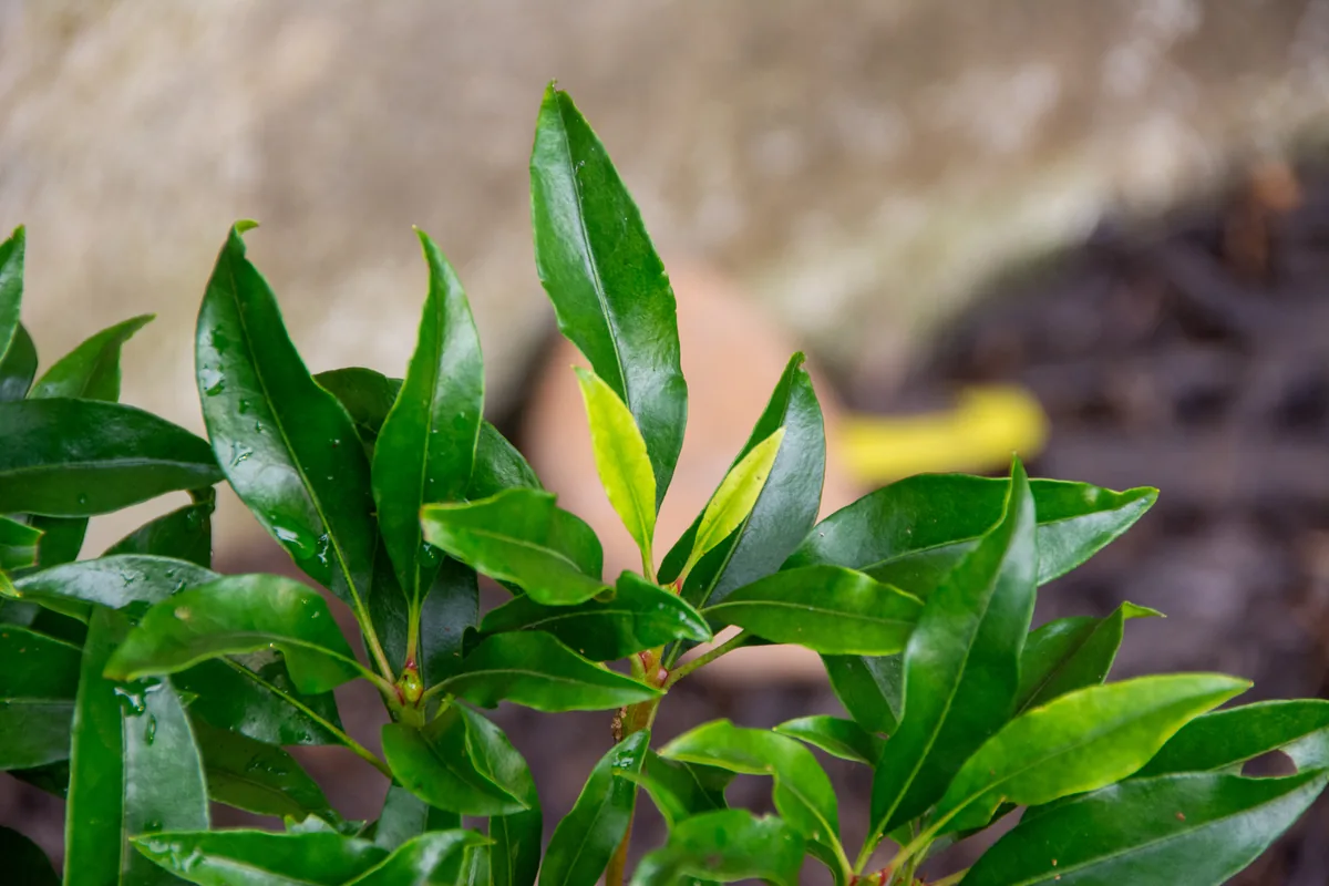 mountain laurel (Kalmia latifolia), photograph