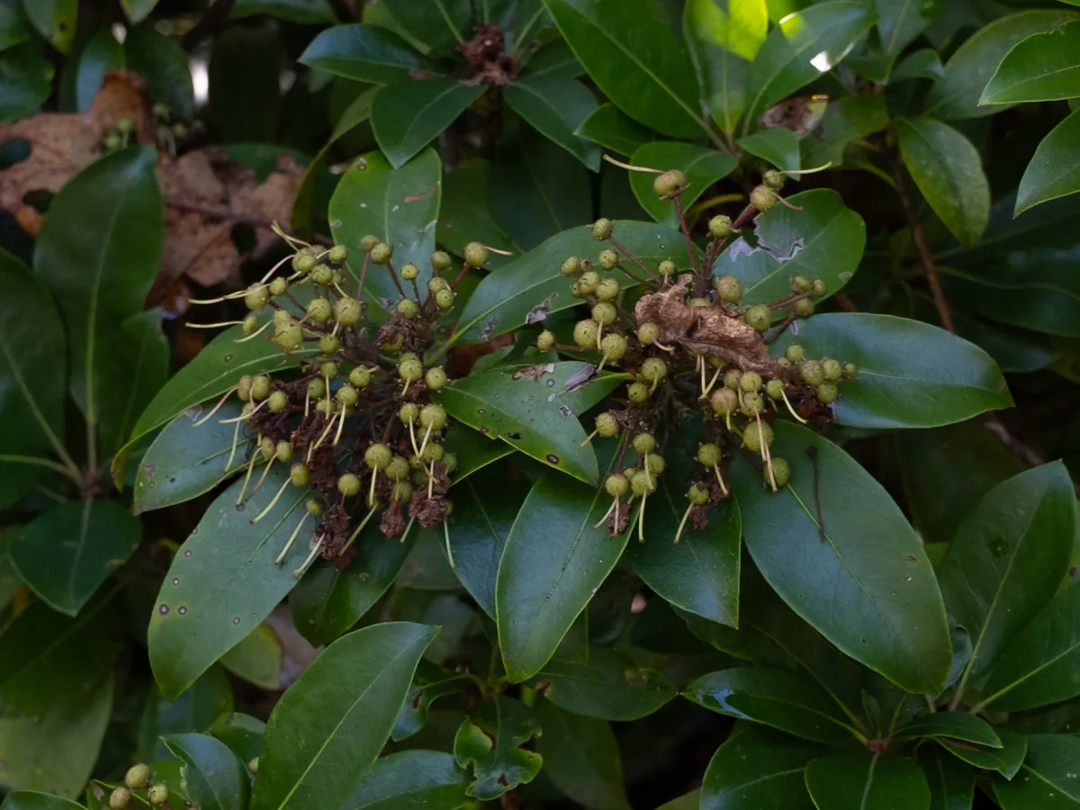 mountain laurel (Kalmia latifolia), photograph