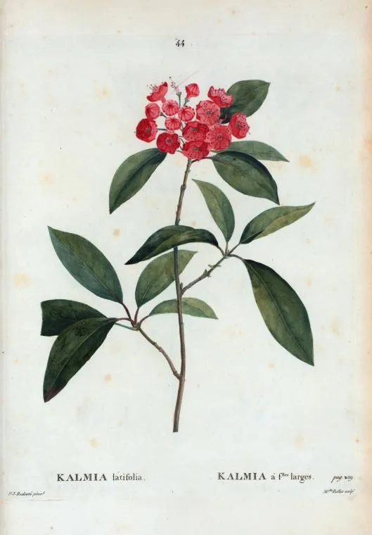 mountain laurel (Kalmia latifolia), botanical illustration