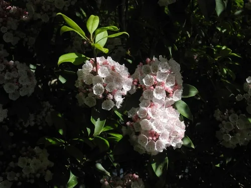 mountain laurel (Kalmia latifolia), photograph